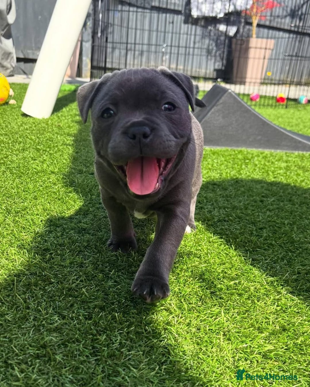 Staffordshire Bull Terrier dogs for sale: staffy puppies - Image 9