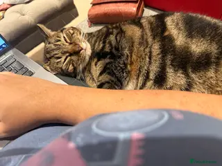 Domestic Shorthair cats Lovely cat - Advert 14