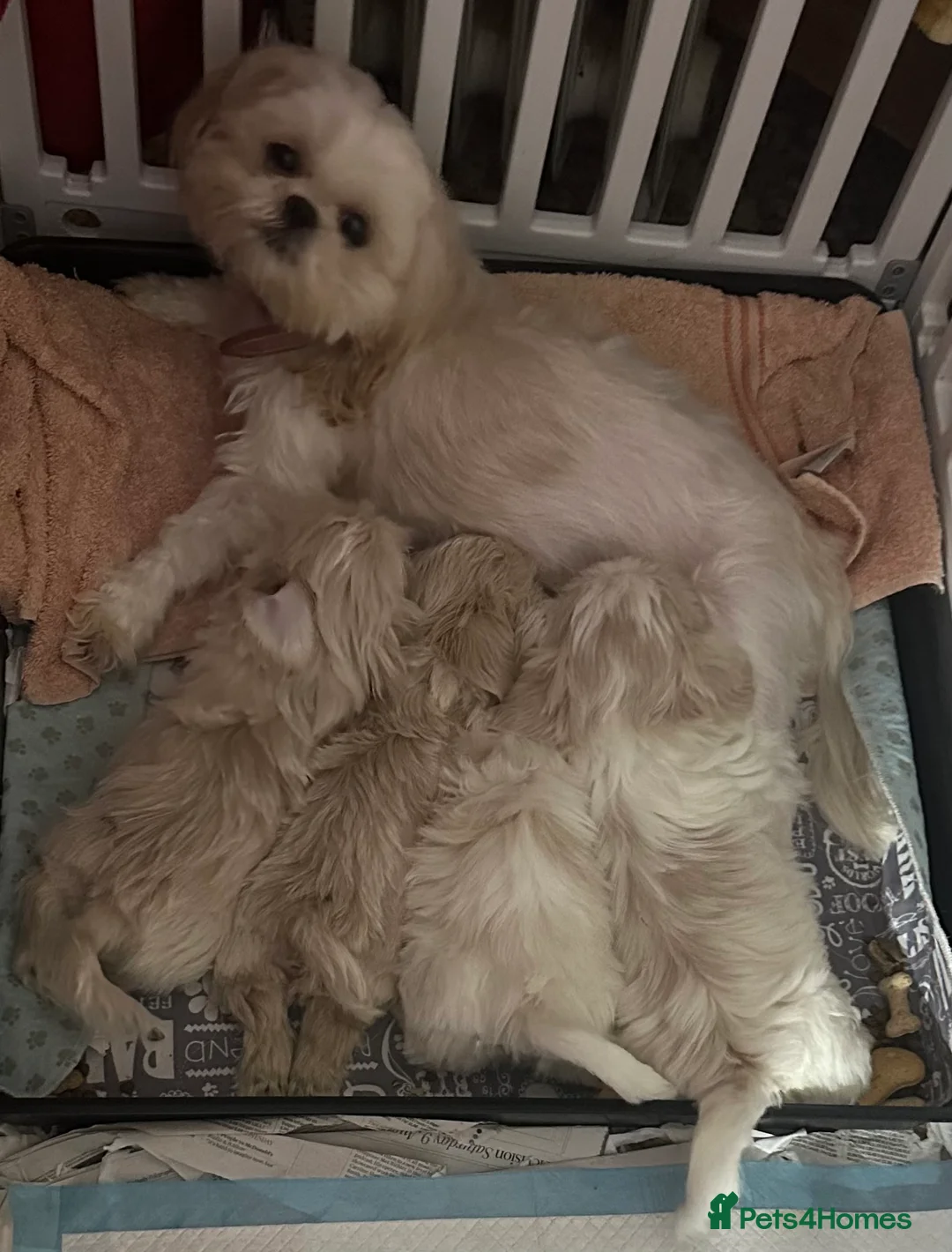 Shih Tzu dogs for sale: White Lavender Shih Tzu Puppies in Henley-on-Thames - Advert 2