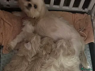 Shih Tzu dogs White Lavender Shih Tzu Puppies - Advert 3