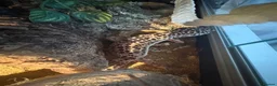 Leopard Gecko reptiles for sale: Leopard gecko  - Advert 4