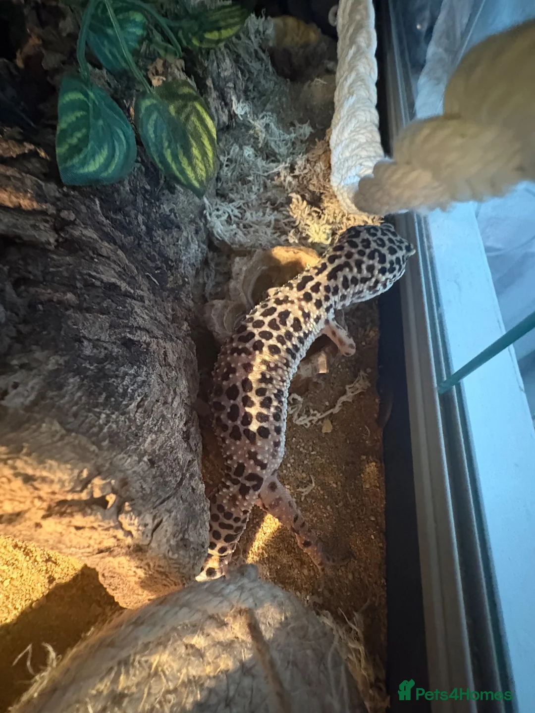 Leopard Gecko reptiles for sale: Leopard gecko  - Advert 4