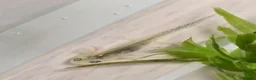 Mixed Breed invertebrates for sale: Baby alpine newts - Advert 8