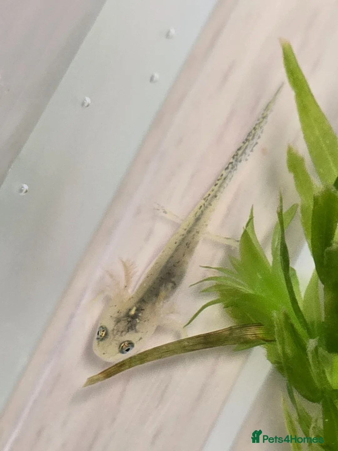 Mixed Breed invertebrates for sale: Baby alpine newts - Advert 8