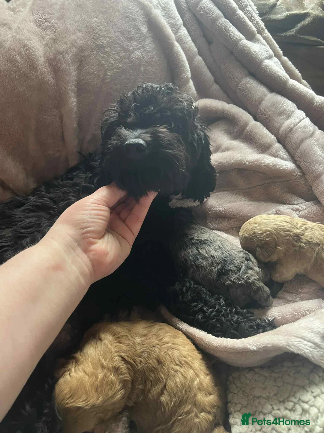 Cockapoo dogs for sale: 2 left* Adorable Cockapoo babies - apricot & merle - Advert 2