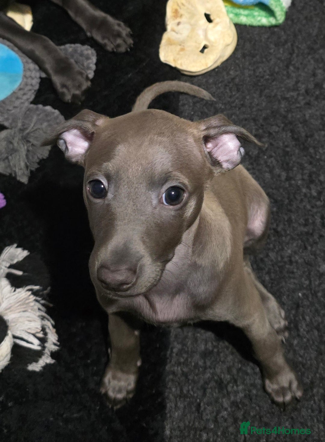 Italian Greyhound dogs for sale: KC regist. Beautiful girl  Italian Greyhound  - Image 6