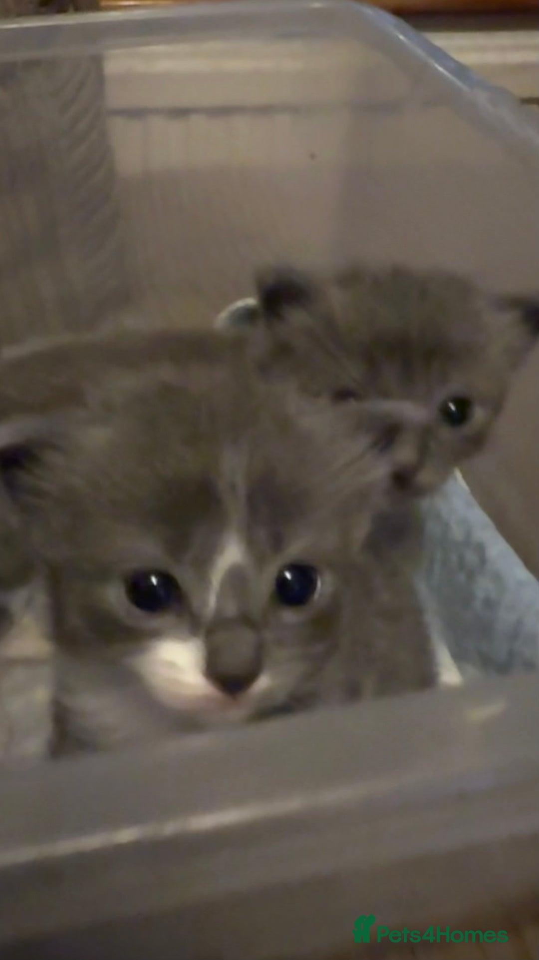 Ragdoll cats for sale: Stunning Ragdoll kittens super affectionate  - Image 16