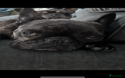 French Bulldog dogs for sale: Hugo and Nova  - Image 8
