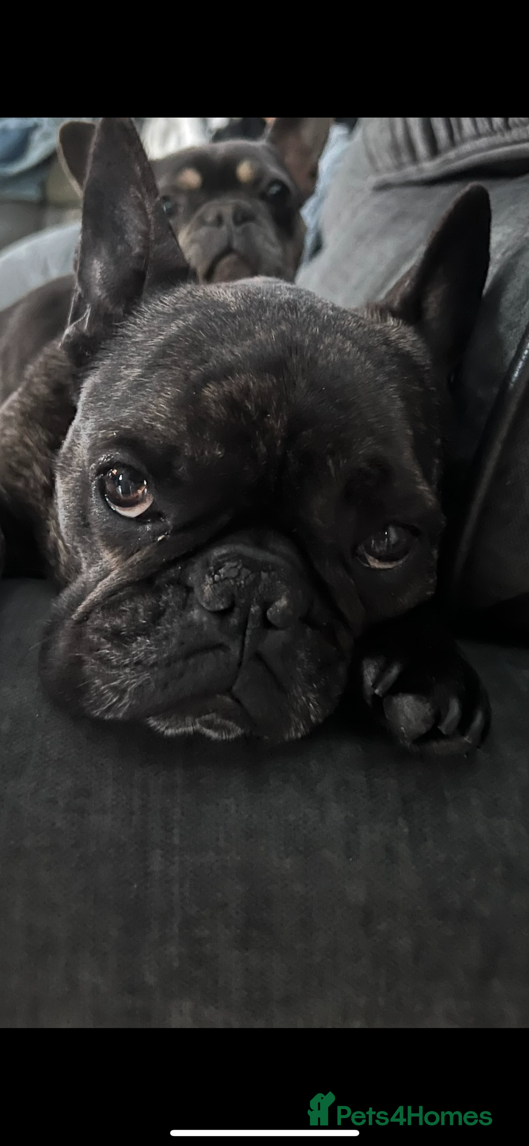 French Bulldog dogs for sale: Hugo and Nova  - Image 8
