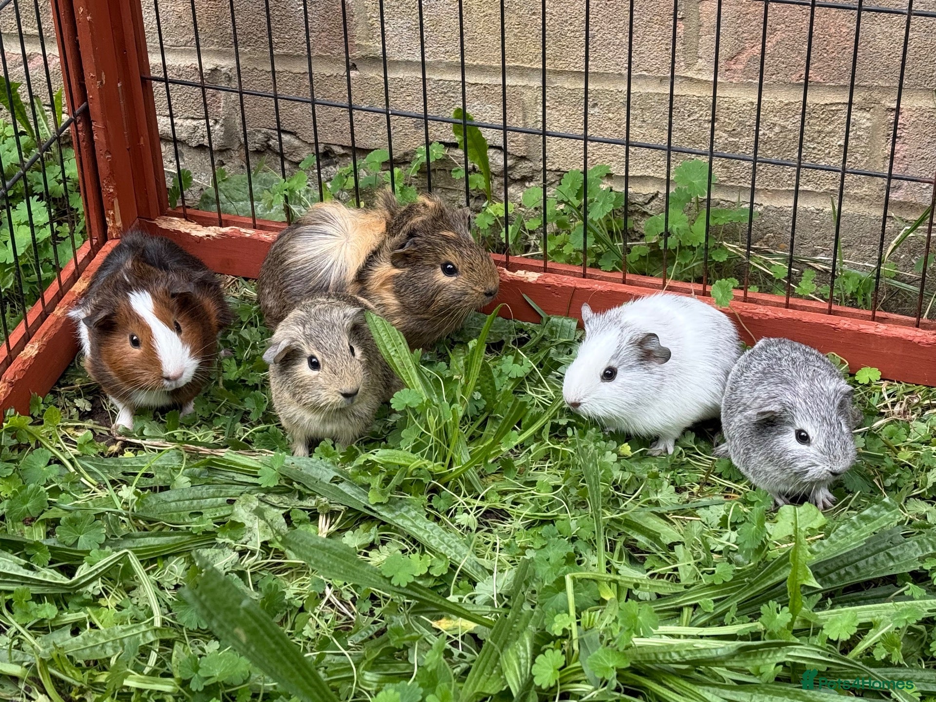 Guinea Pig rodents Various baby guinea pigs  - Advert 22