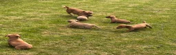 Jackshund dogs for sale: Dachshund X Jack Russell Puppies JACKSHUNDS  in Glasgow - Advert 14
