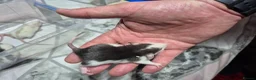 Rat rodents for sale: Baby Dumbo Rats - Advert 7