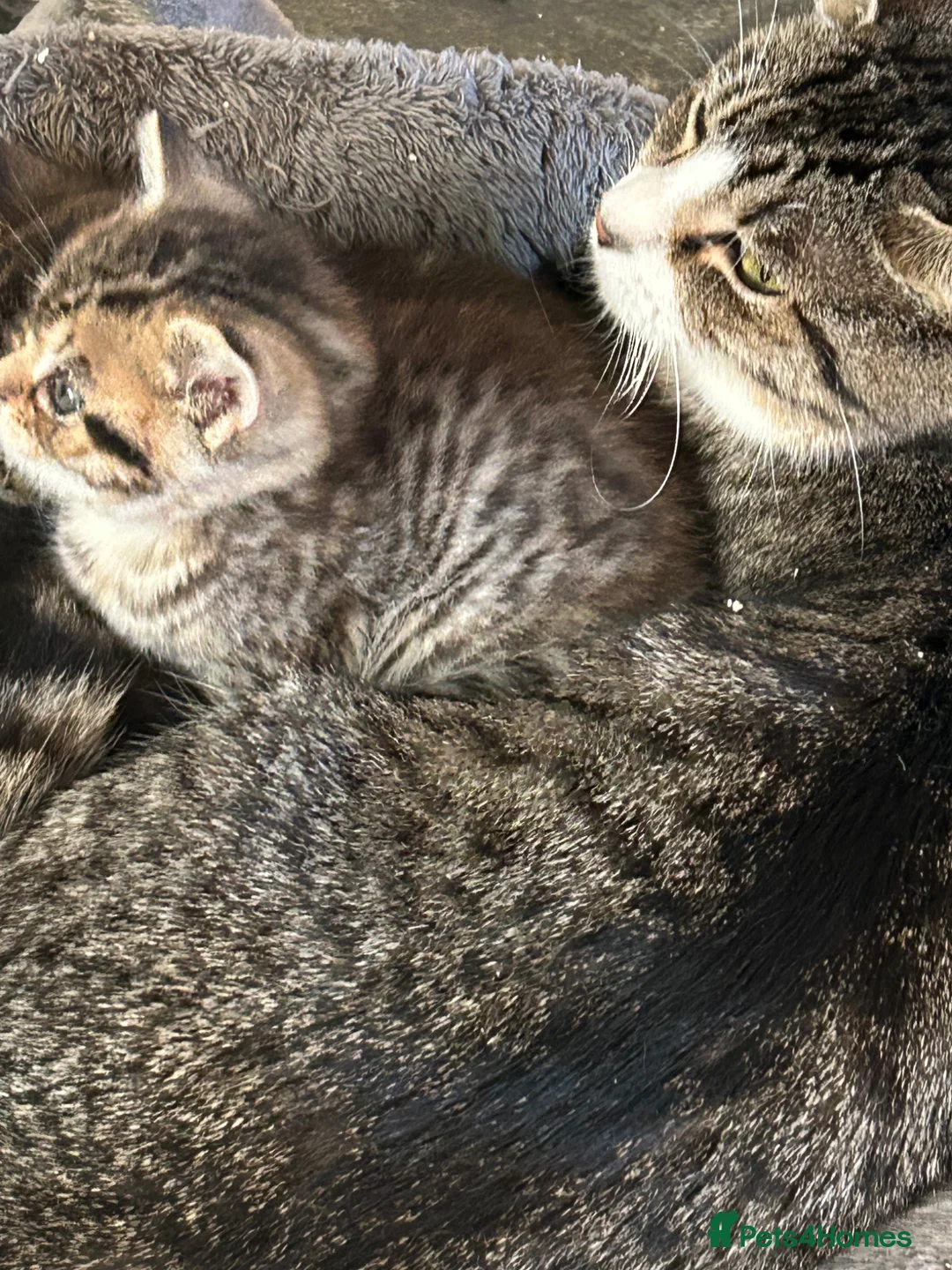 Mixed Breed cats for sale: Gorgeous Kittens  - Advert 2