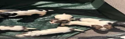 English Springer Spaniel dogs for sale: KC ESS springer spaniels in Cambridge - Advert 8