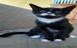 Mixed Breed cats for sale: 2 bonded males needs a home asap - Image 11