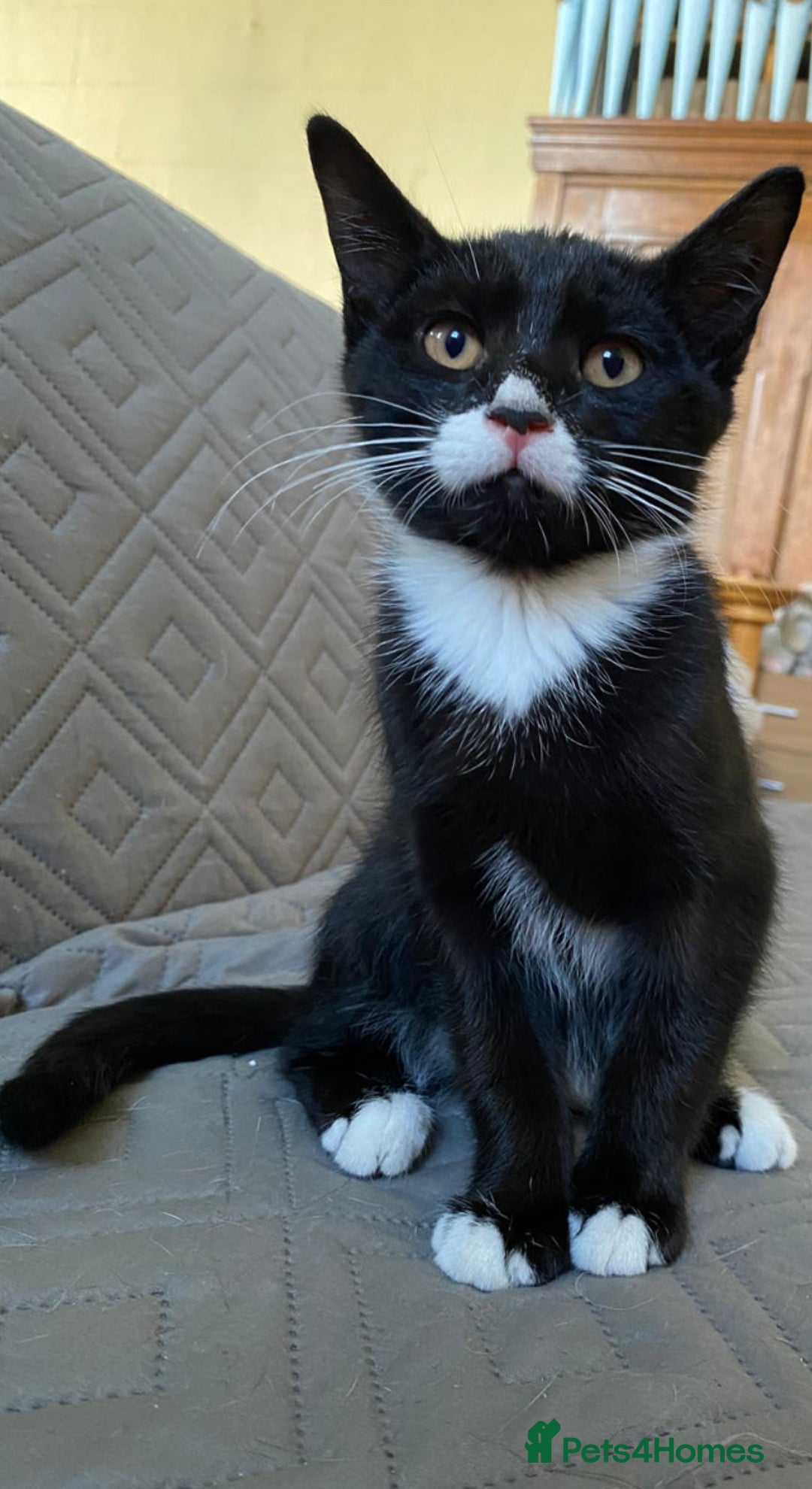 Mixed Breed cats for sale: 2 bonded males needs a home asap - Image 11