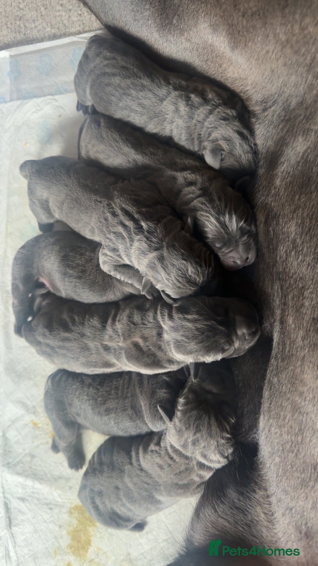 Cane Corso dogs for sale: Beautiful blue cane corsos - Advert 6
