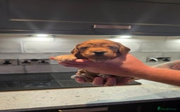 Cockapoo dogs for sale: Cockapoo Puppies - Image 16