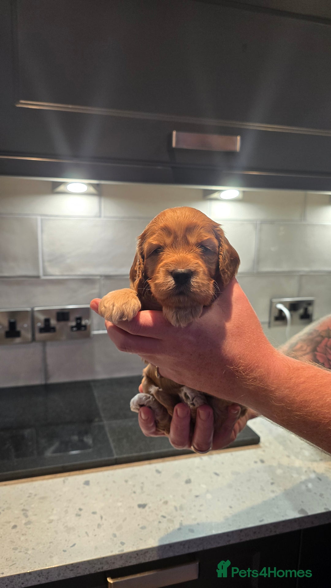 Cockapoo dogs for sale: Cockapoo Puppies - Image 16