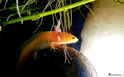 Other/Mixed Breed fish for sale: Axolotls, various sizes/colours - Image 3
