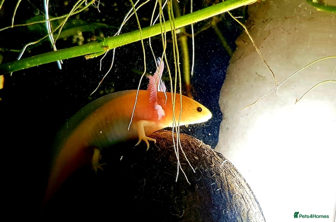 Other/Mixed Breed fish for sale: Axolotls, various sizes/colours - Image 3
