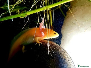 Other/Mixed Breed fish Axolotls, various sizes/colours - Advert 3