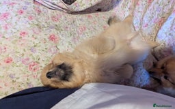 Pomeranian dogs for sale: 2 LEFT!! Purebred Cute fluffy Pomeranian Puppies! - Image 29