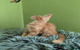 Maine Coon cats for sale: Beautiful Pedigree Maine Coon Kittens  - Image 14