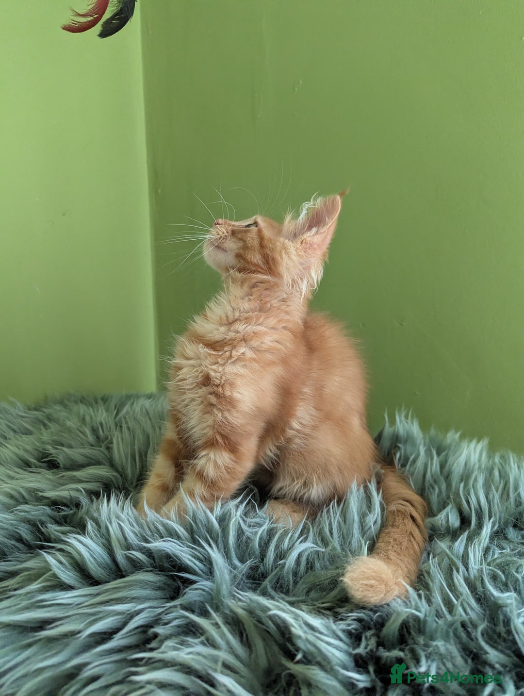 Maine Coon cats for sale: Beautiful Pedigree Maine Coon Kittens  - Image 14