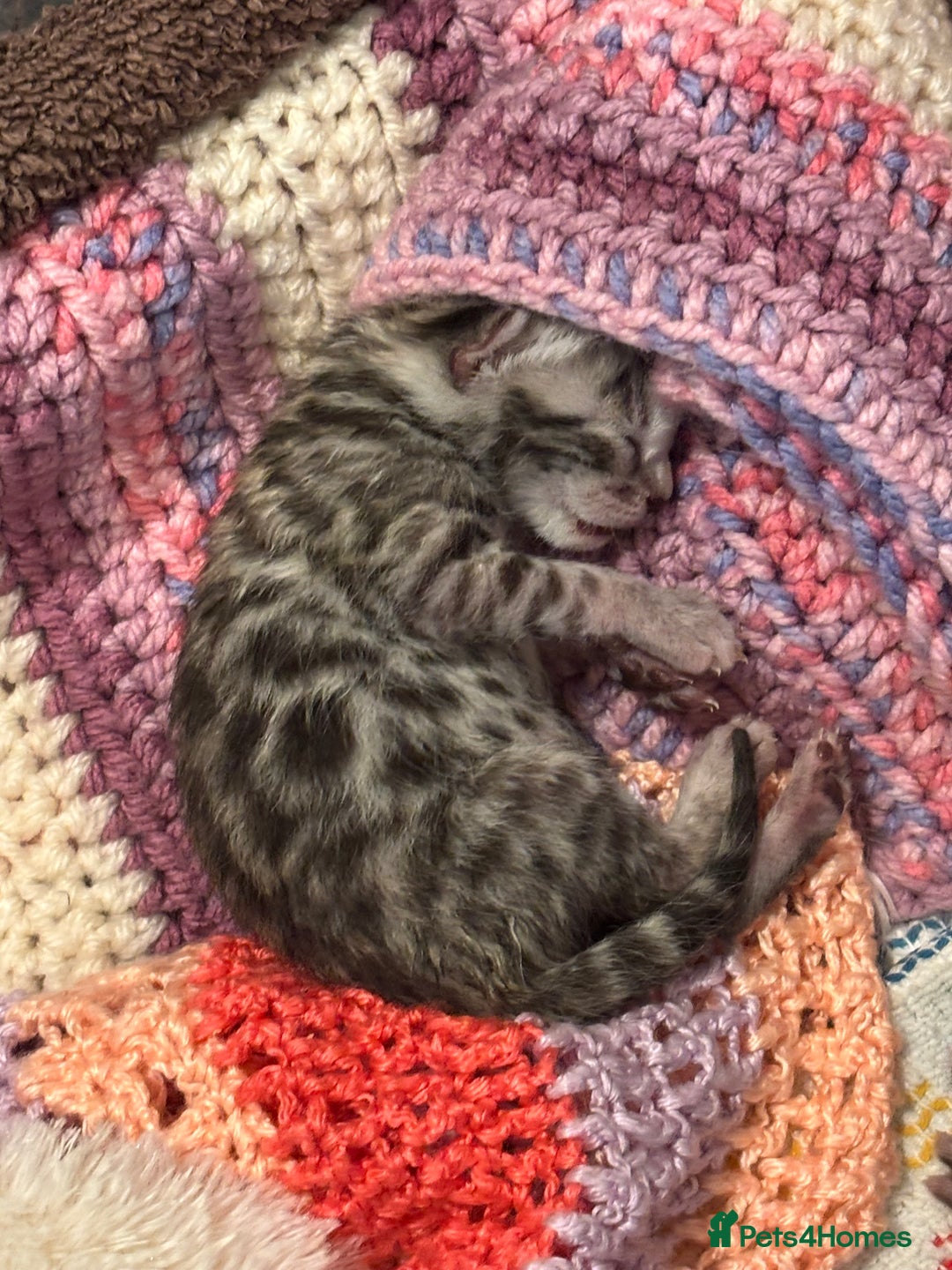 Bengal cats for sale: TICA registered Bengal girls. - Image 14