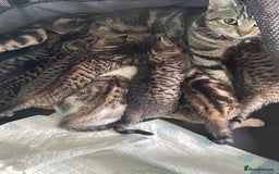 Bengal cats for sale: Bengal cross boy and girl - Image 8