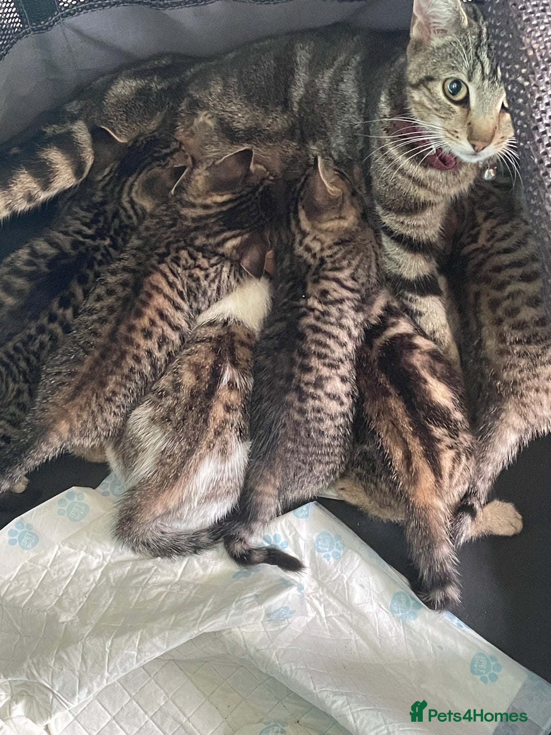 Bengal cats for sale: Bengal cross boy and girl - Image 8