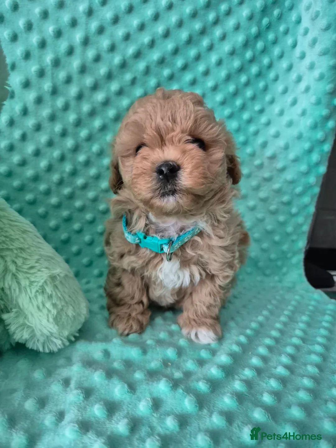 Maltipoo dogs for sale: Maltipoo  - Advert 2
