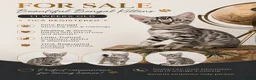 Bengal cats for sale: 2 TICA Active Bengal BOYS! - Advert 1