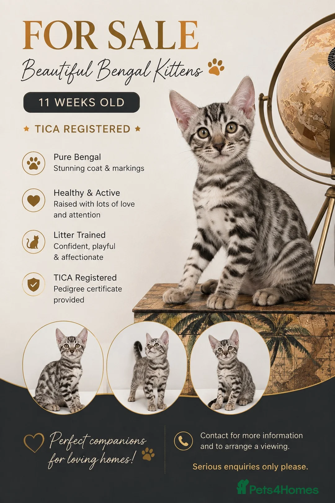 Bengal cats for sale: 2 TICA Active Bengal BOYS! - Advert 1