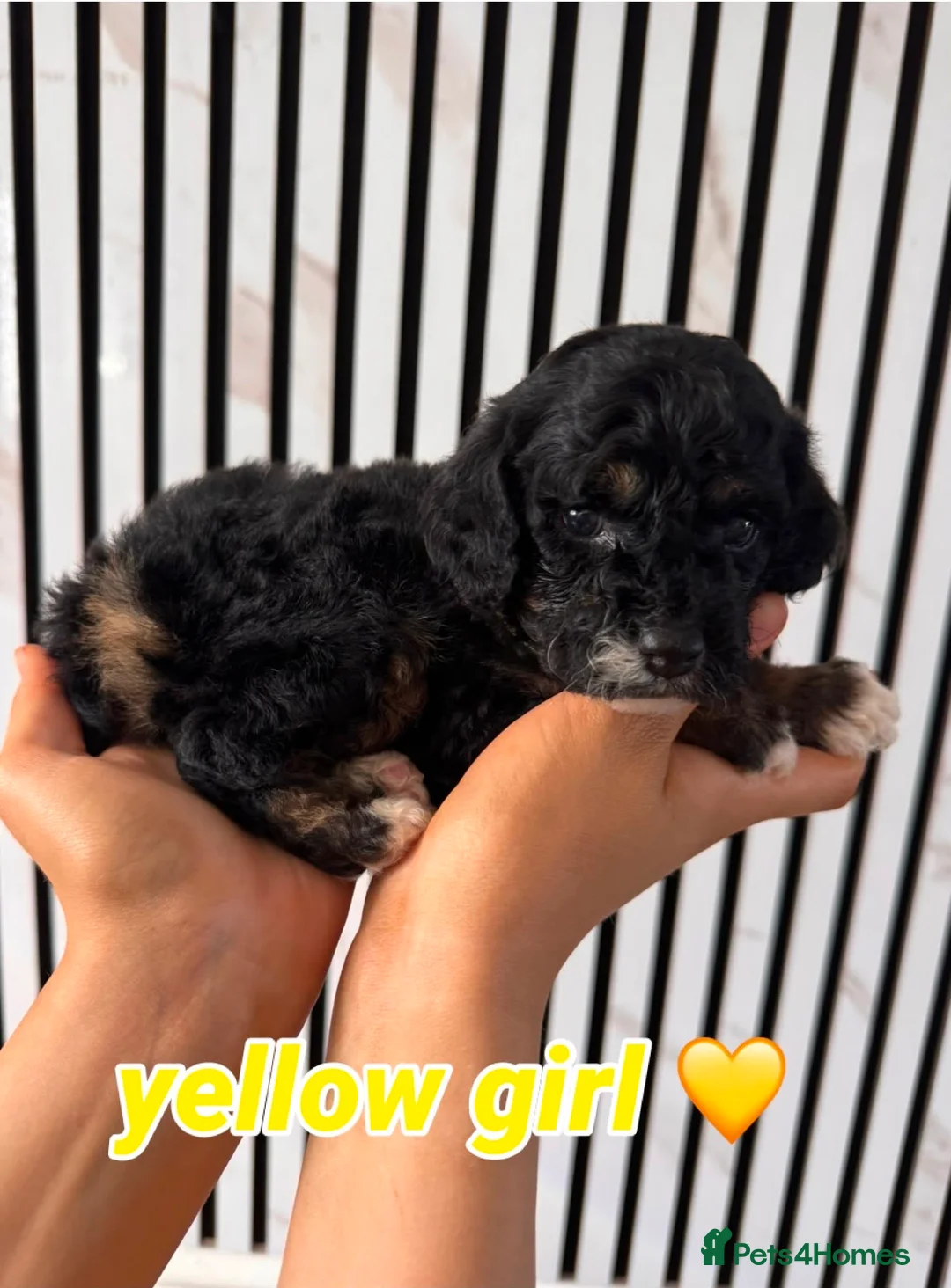 Mixed Breed dogs for sale: Cockapoochon  - Advert 7