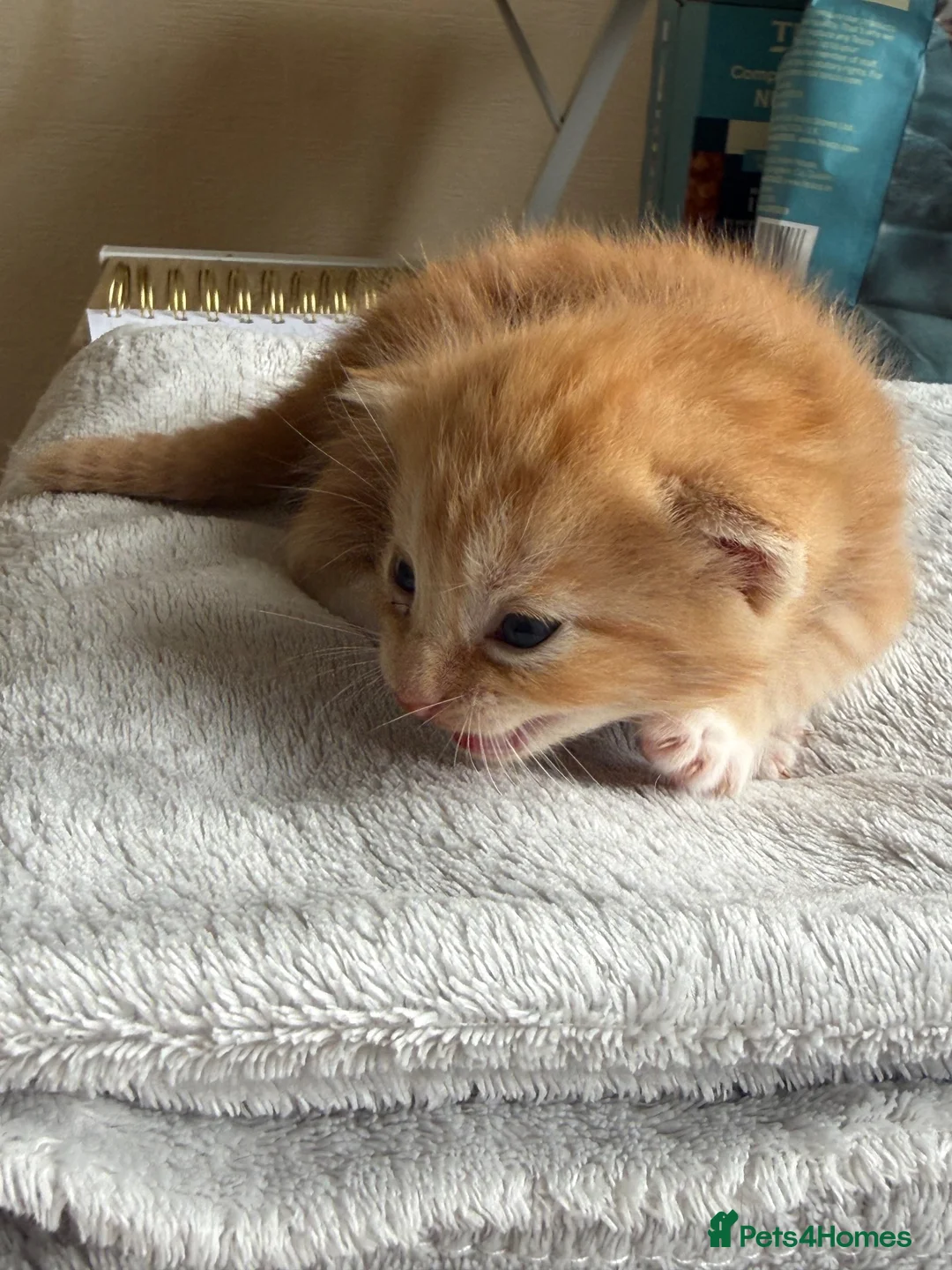 Mixed Breed cats for sale: Beautiful litter off 5 - Advert 1