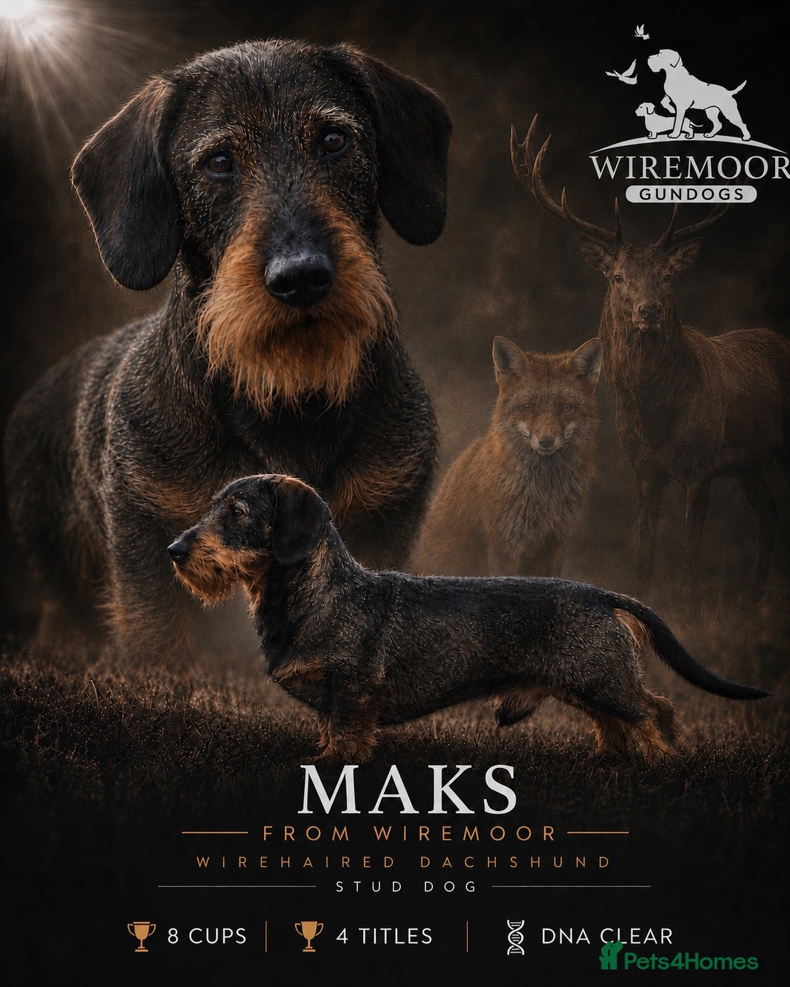 Dachshund dogs CH health tested Teckel Stud  - Advert 3