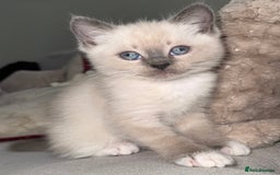 Ragdoll cats for sale: Male Ragdoll Mix - Image 2