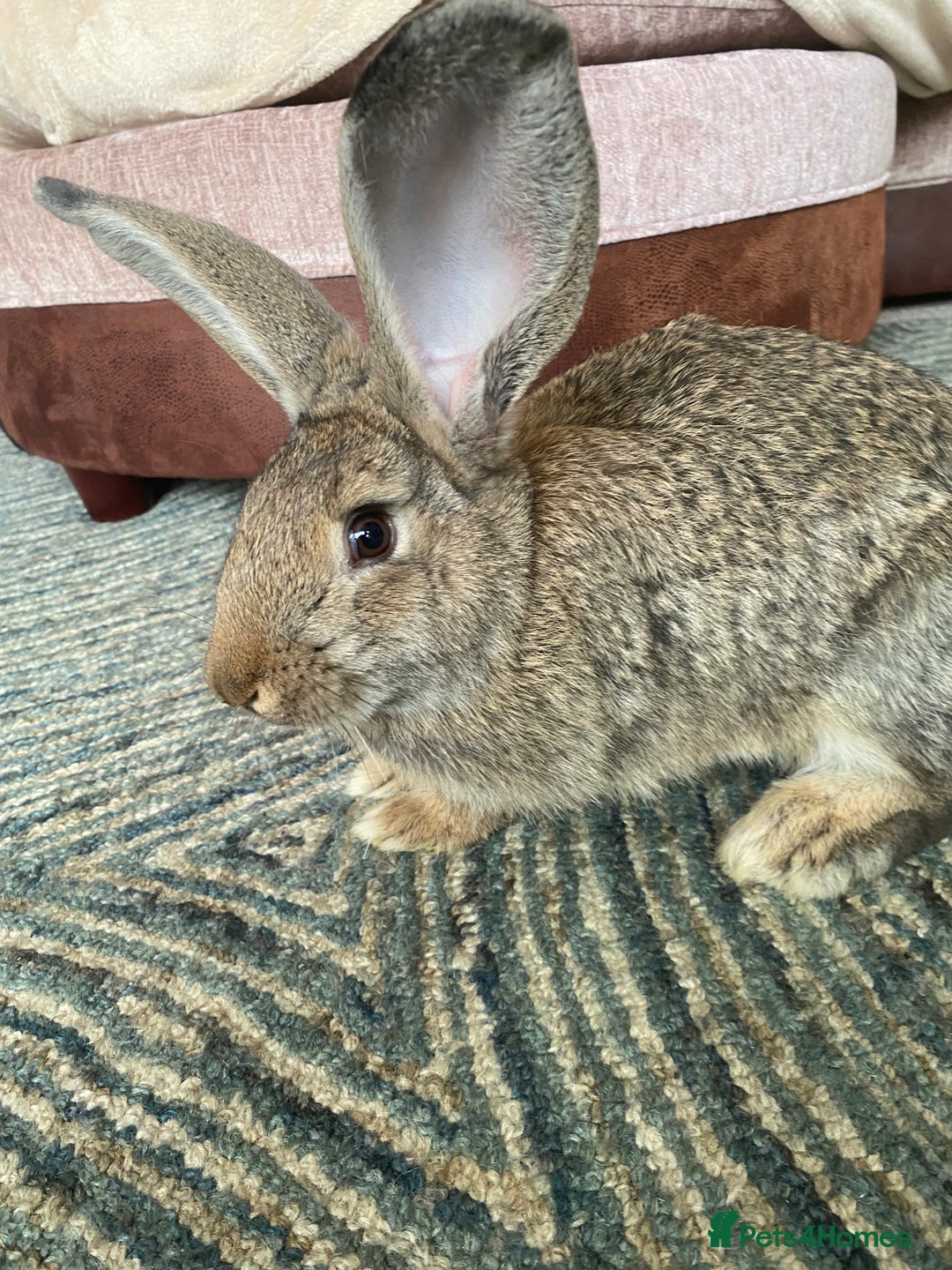 Continental Giant rabbits for sale: Continental giant rabbits  - Image 14