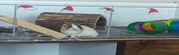 Guinea Pig rodents for sale: Lovely Guinea's  in Great Yarmouth - Advert 1