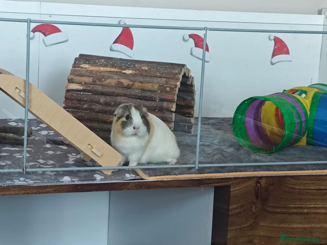 Guinea Pig rodents for sale: Lovely Guinea's  in Great Yarmouth - Advert 1