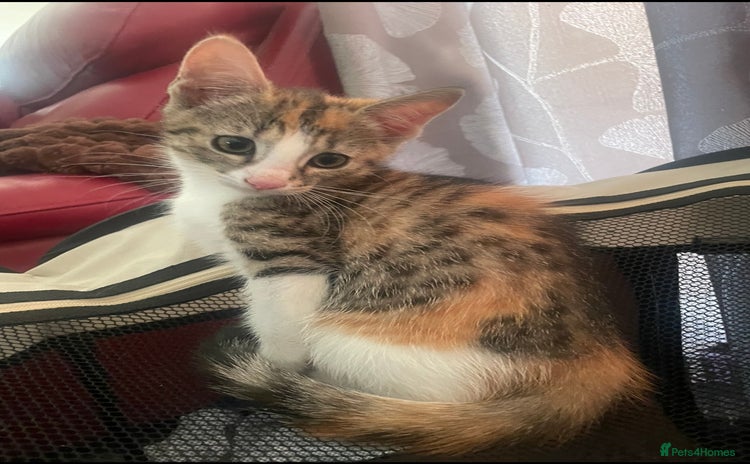 Domestic Shorthair cats - Advert 1