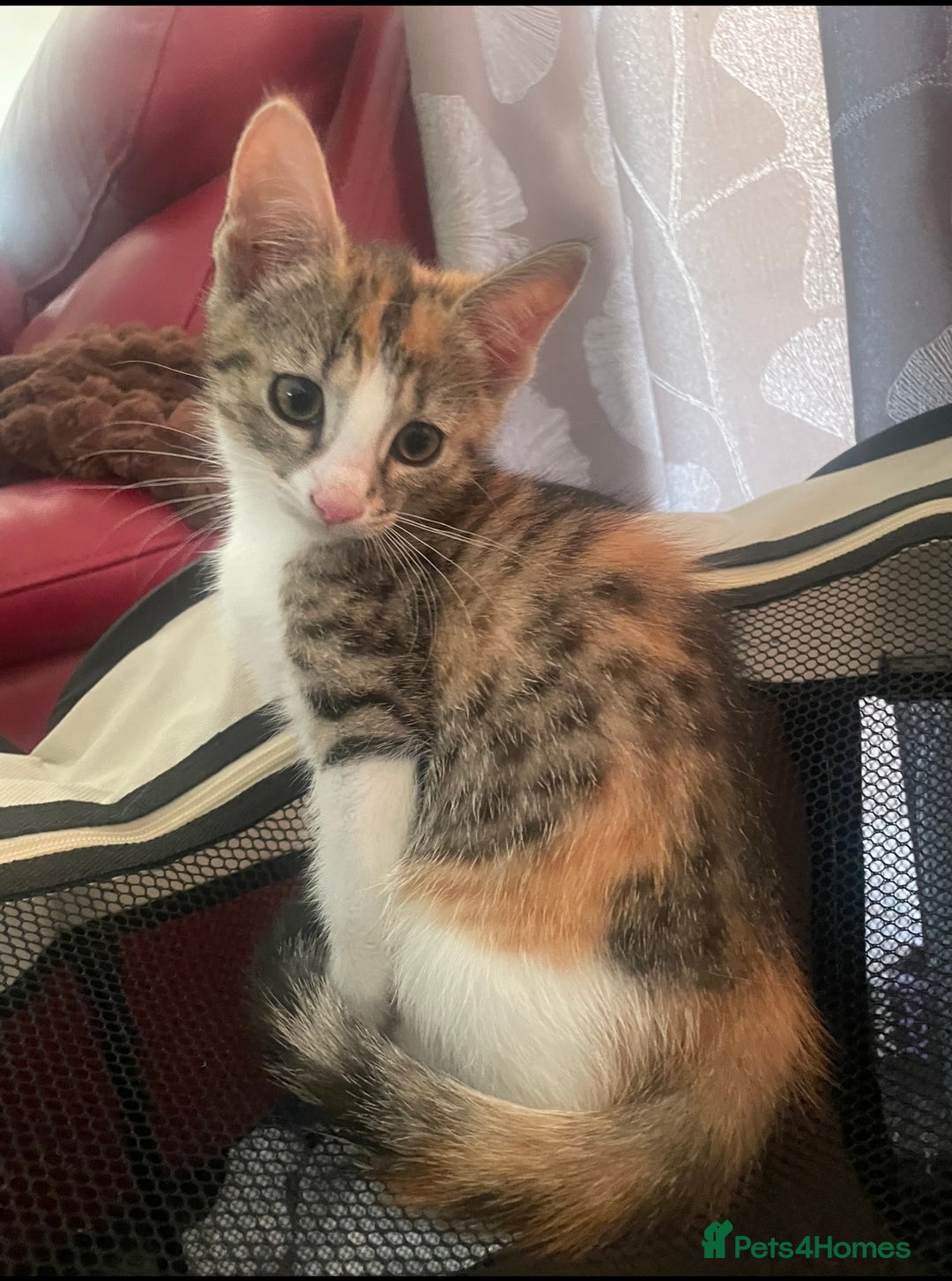 Domestic Shorthair cats for sale: Beautiful Calico Female Kitten  - Image 1