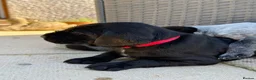 Mixed Breed dogs for sale: Last Chunky Dog Pup left GWPxLab - Advert 17