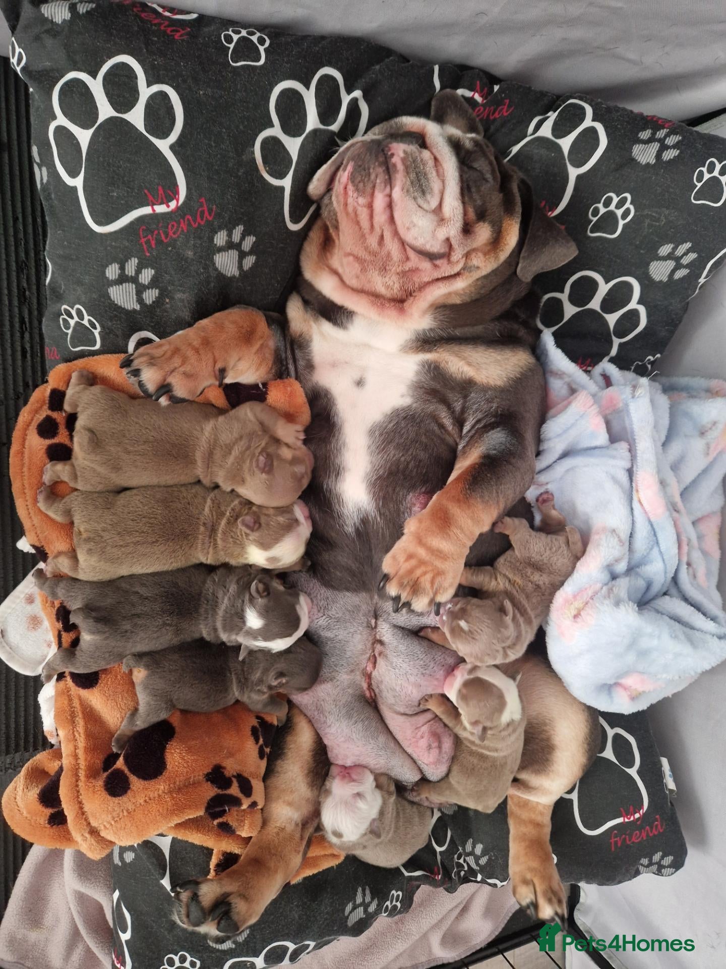 English Bulldog dogs for sale: English bulldog - Advert 2