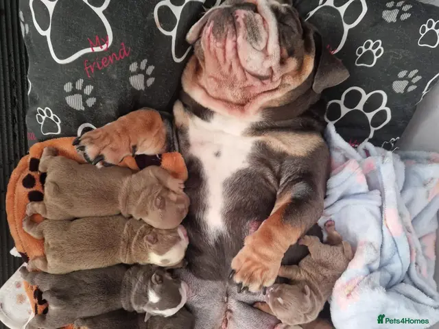 English Bulldog dogs for sale: English bulldog - Advert 2