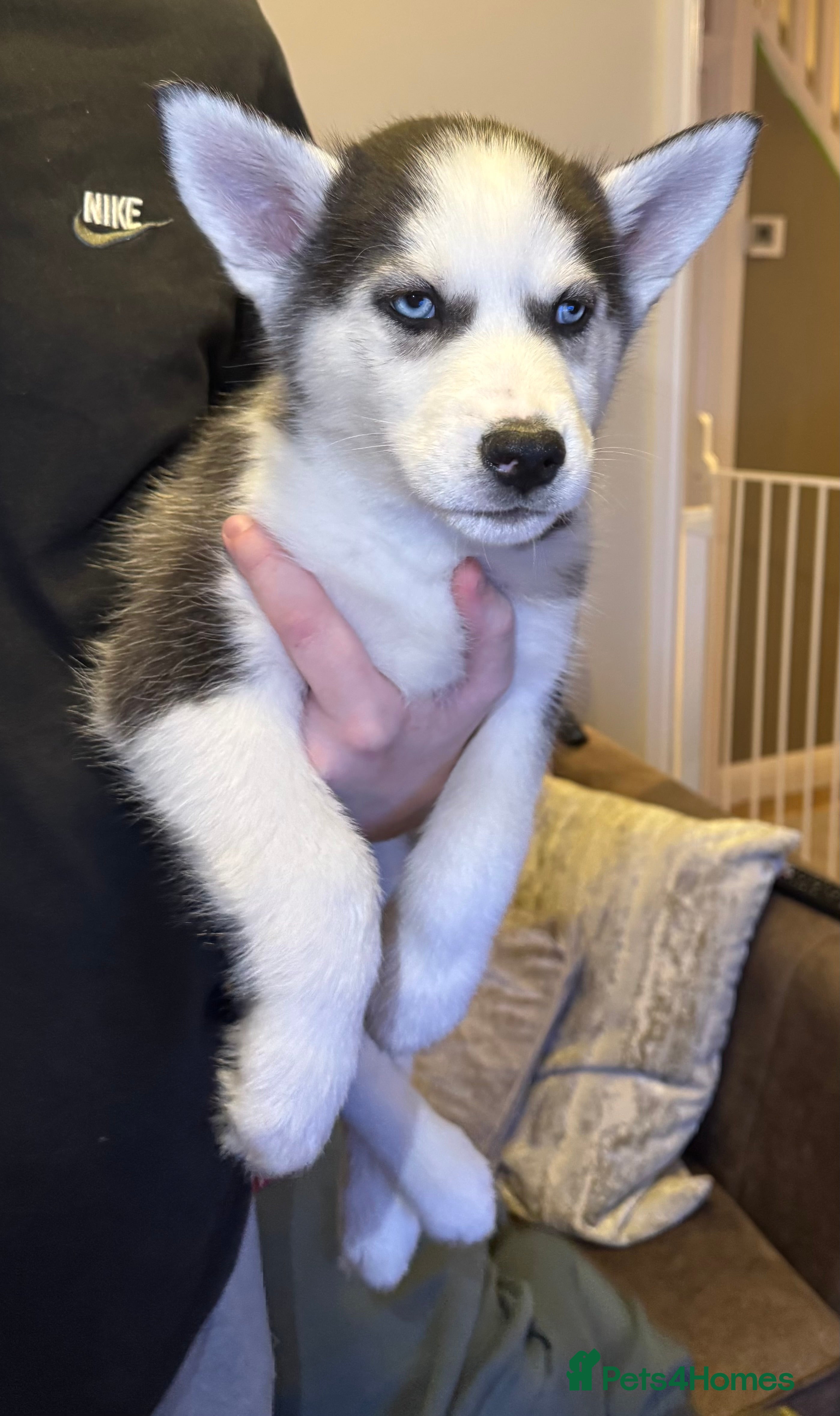 Siberian Husky dogs 1 KC REG SIBERIAN PUP LEFT (BOY)READY NOW - Advert 7