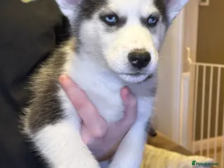 Siberian Husky dogs 1 KC REG SIBERIAN PUP LEFT (BOY)READY NOW - Advert 7
