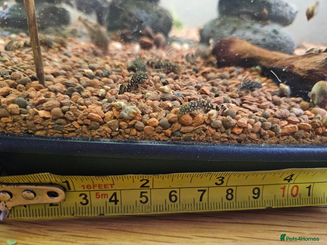 Catfish fish for sale: Common bristlenose plecos - Image 3